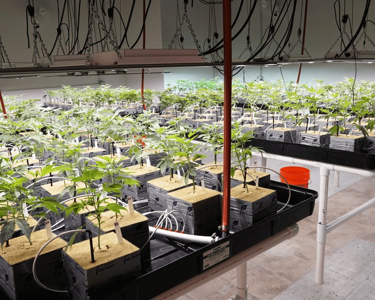 Cannabis Nursery Room