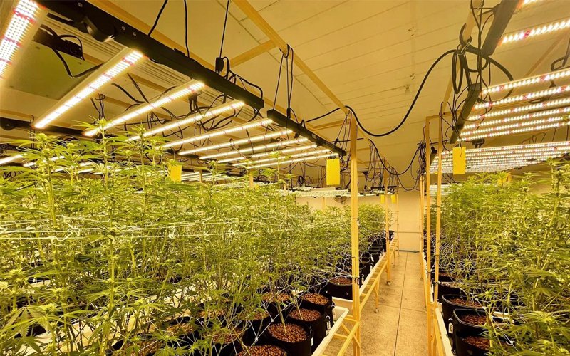 led grow lights for cannabis