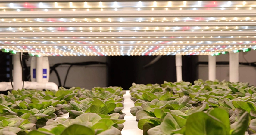 Difference Between Grow Light tubes