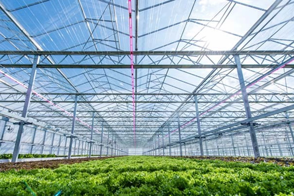 lettuce greenhouses