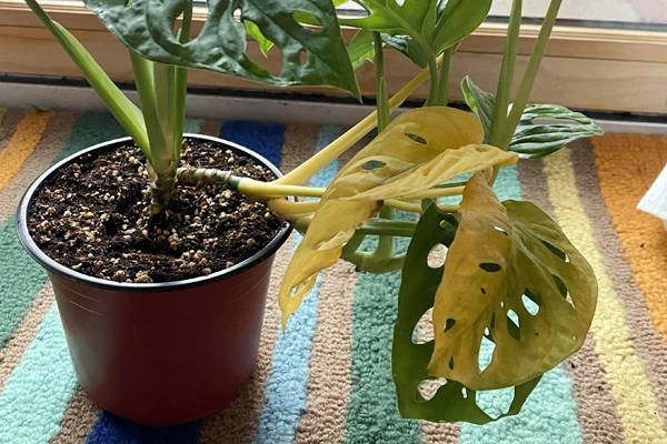 Pale or Yellowing Leaves