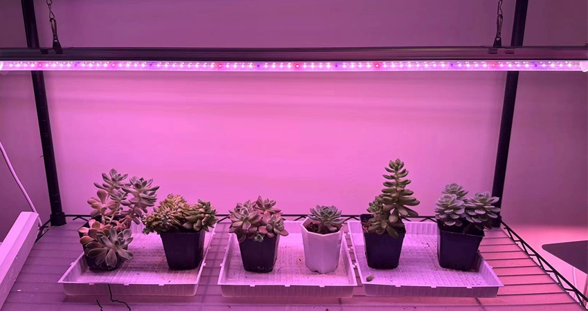 cultivar plantas en luces de tubo