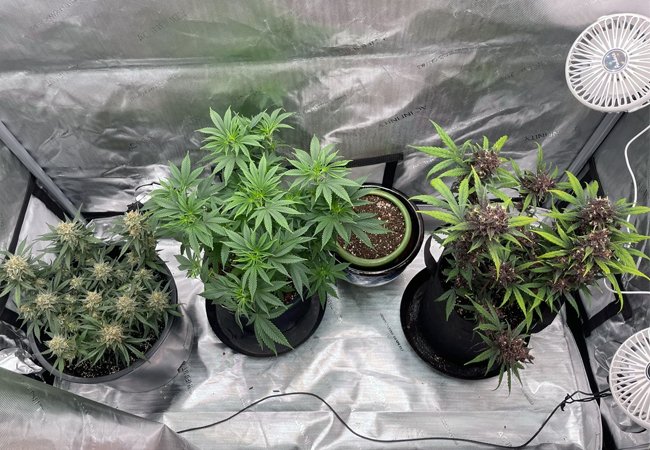 grow tent with fans