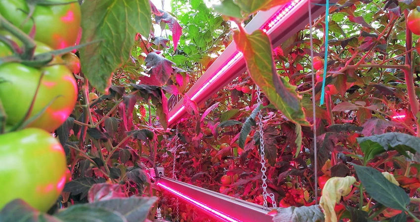 grow tomatoes indoors with lights