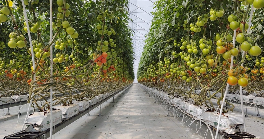 hydro tomatoes greenhouses