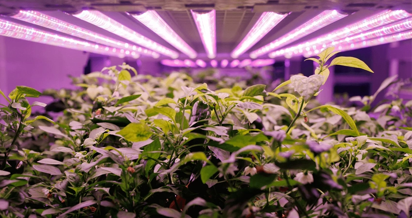 Las luces de cultivo LED emiten rayos UV