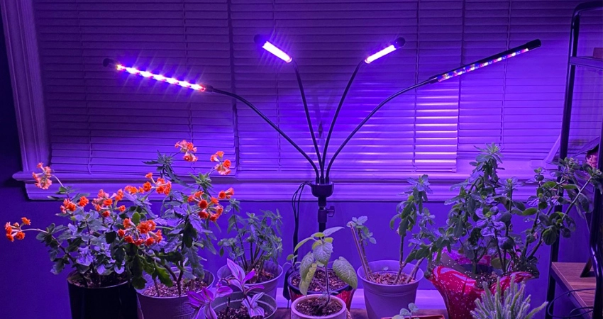 luce di crescita a led per piante d'appartamento