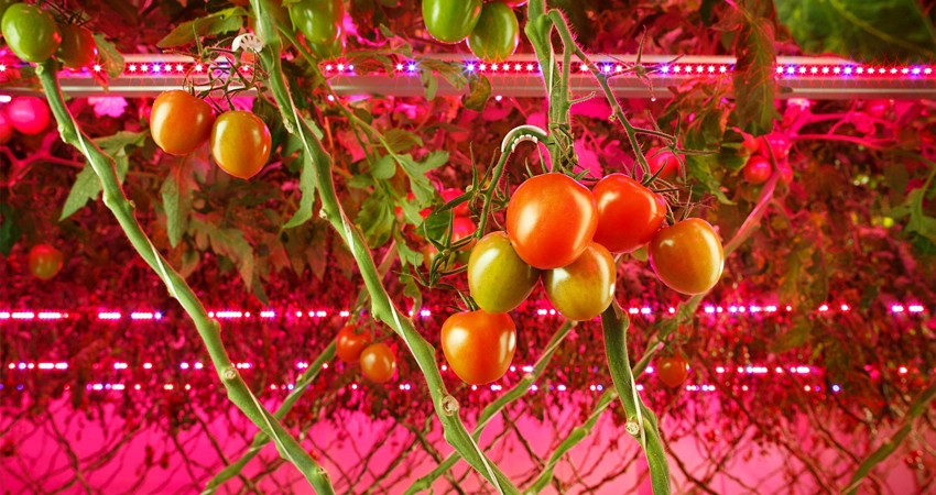 tomatoes greenhouse withe lights