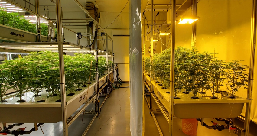 LED-groeilampen versus HPS