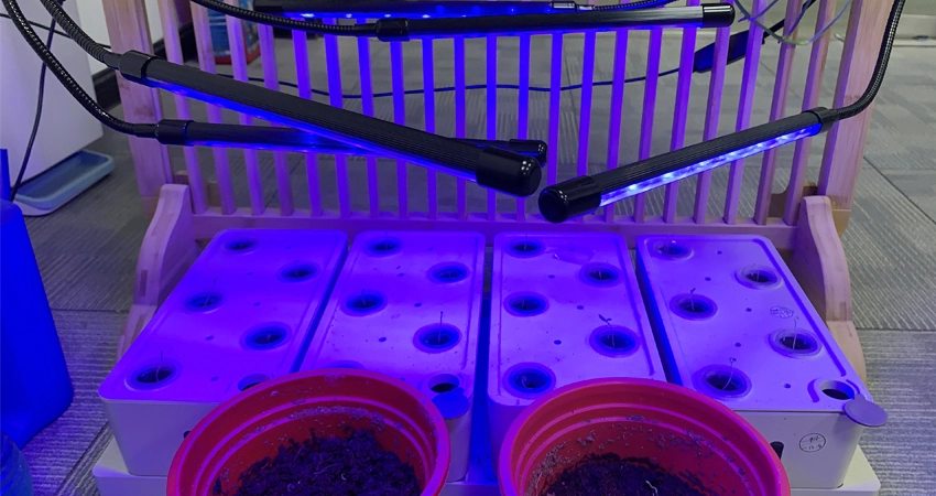 blue light on seedlings