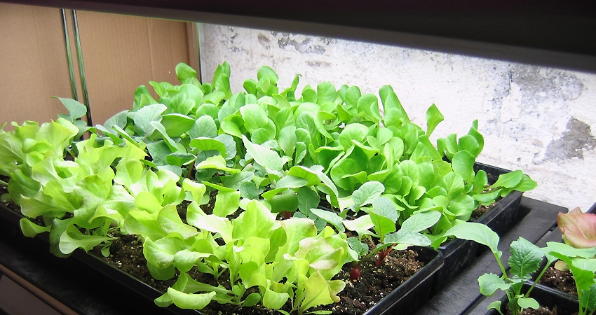 grow lettuce with indoor grow lights