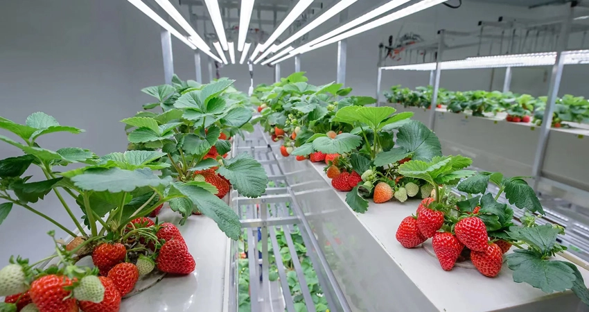 grow strawberry with indoor grow lights