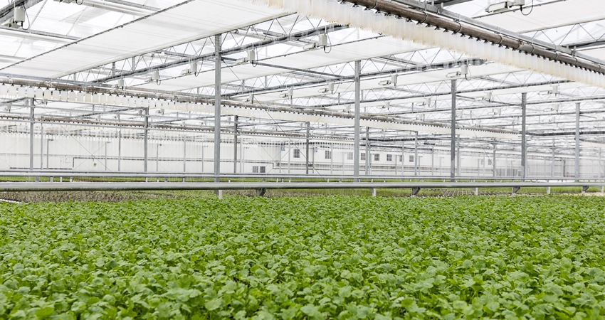 hydro lettuce farming