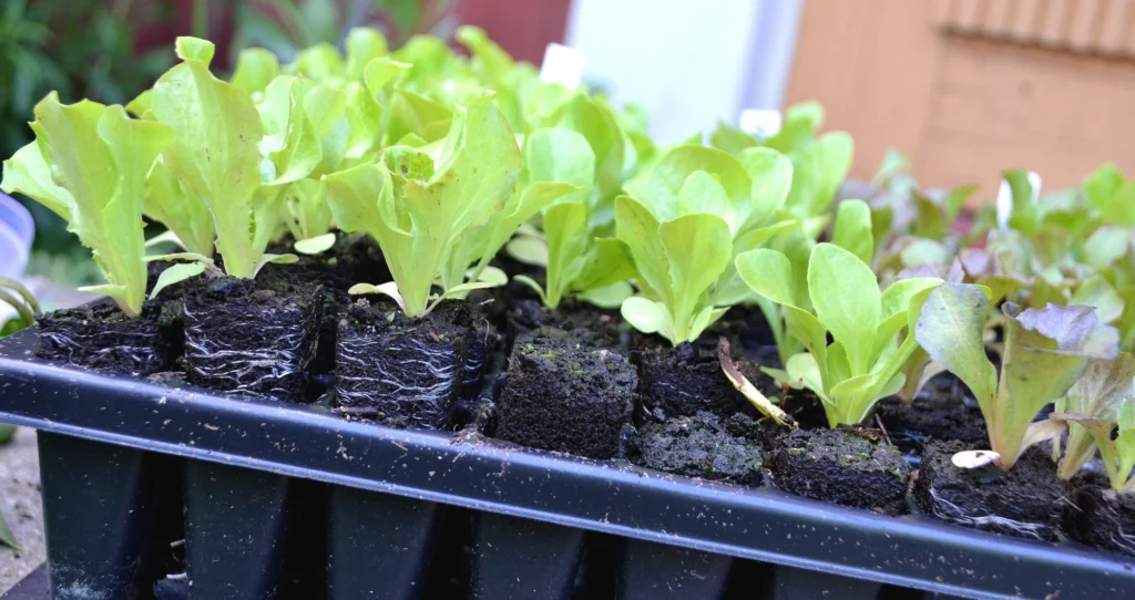 tomatoes sprout grows