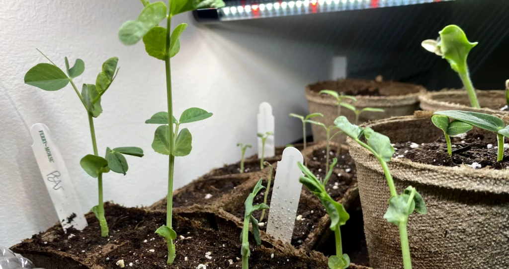 Peas sprout grows