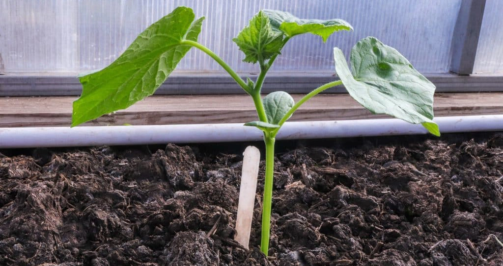 cucumber sprout grows