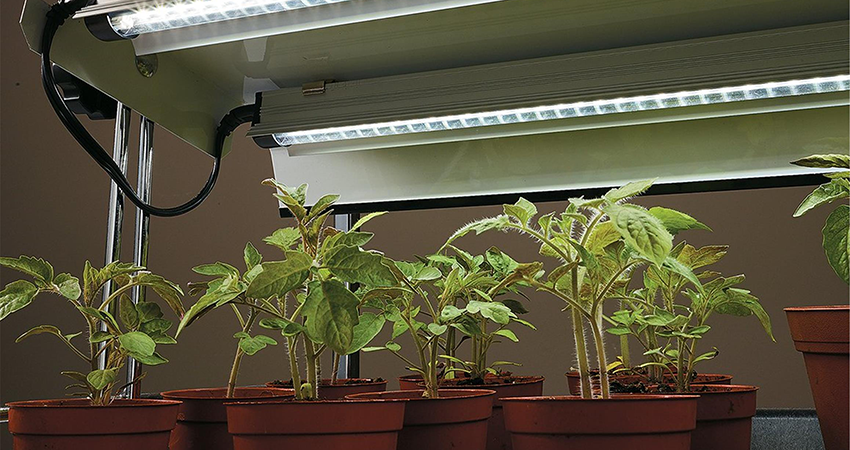 grow lamp for plant seedling
