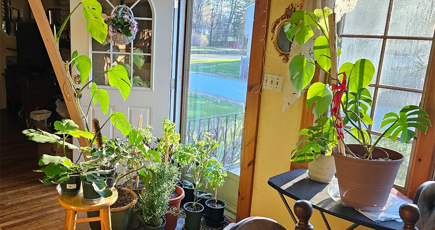 indoor houseplants