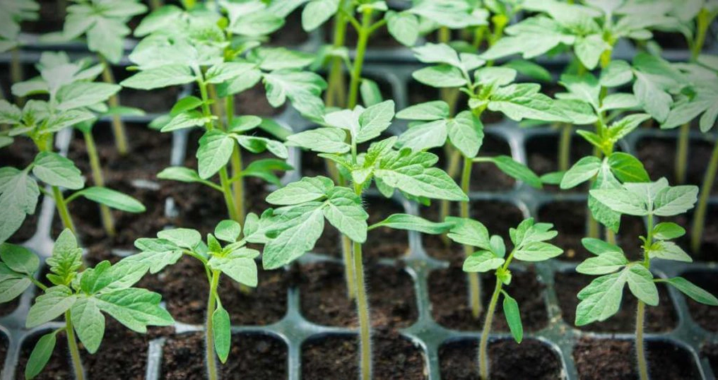tomatoes sprout grows